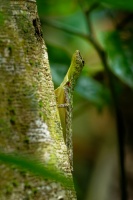 Dracek - Draco taeniopterus - Barred gliding lizard o1430